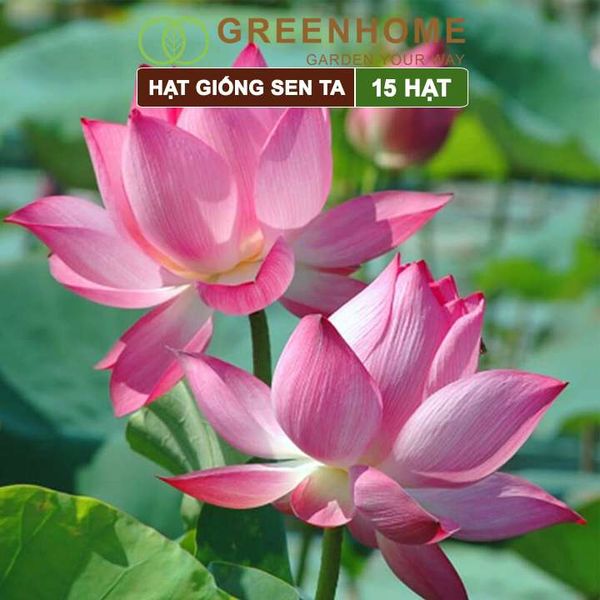 Hạt giống hoa Sen ta Greenhome, gói 15 hạt, dễ trồng, bông to, tặng kèm hướng dẫn H11