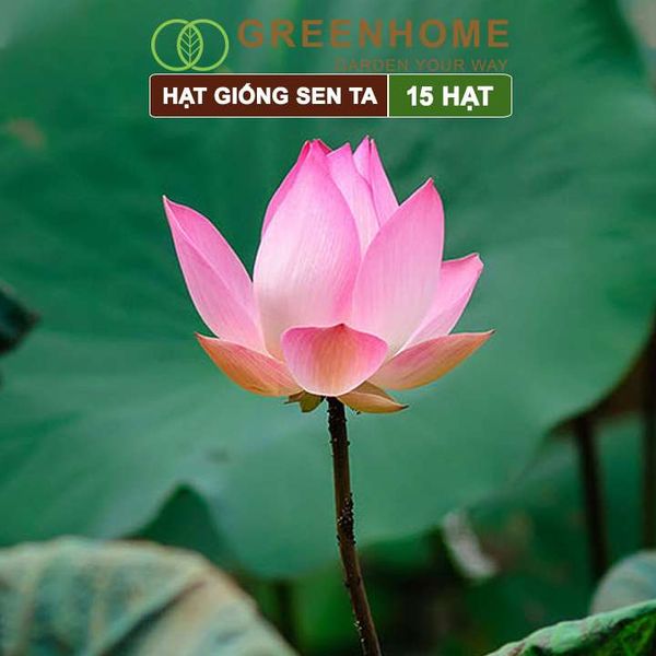 Hạt giống hoa Sen ta, gói 15 hạt, dễ trồng, bông to, tặng kèm hướng dẫn H11