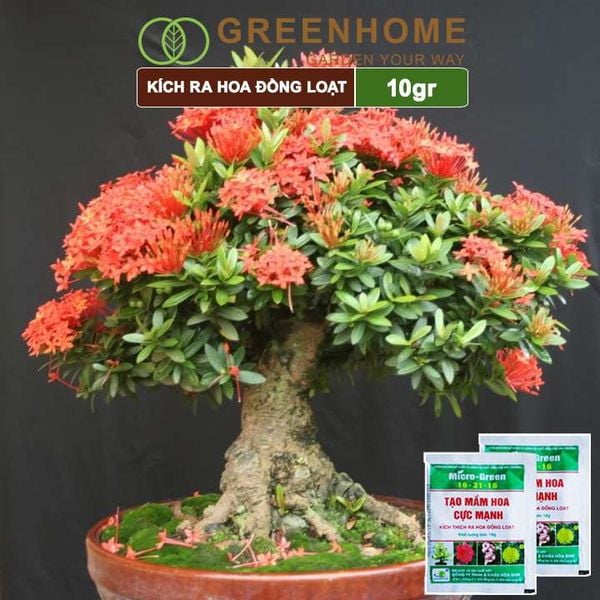 Phân kích ra hoa, Micro Green 16-31-16, gói 10gr, tạo mầm hoa cực mạnh, thúc đẩy ra hoa đồng loạt |Greenhome