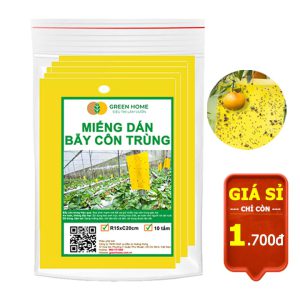 Miếng dán bẫy côn trùng