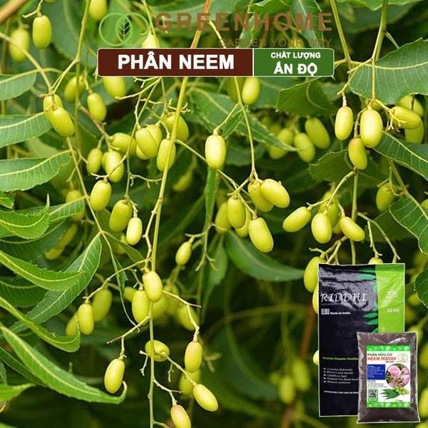 Phân bón hữu cơ Neem nguyên chất Greenhome, trị sùng đất, cuốn chiếu, hỗ trợ kích rễ, mầm, hoa, thân, lá