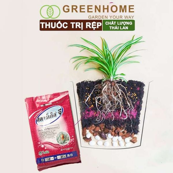 Thuốc tím trị rệp Starkle-G, lưu dẫn, an toàn, hiệu quả, dùng cho sen đá, xương rồng |Greenhome