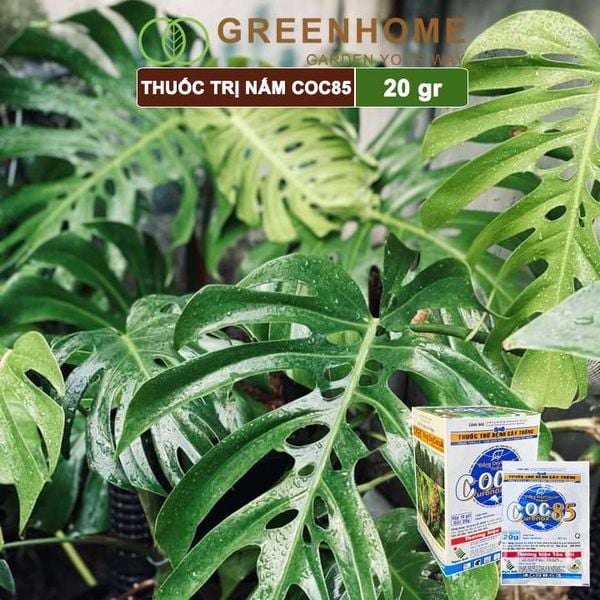 Thuốc trị nấm Coc85 WP, gói 20g ,trừ thán thư, cháy lá, vàng lá, đốm lá cho hoa hồng, kiểng lá |Greenhome