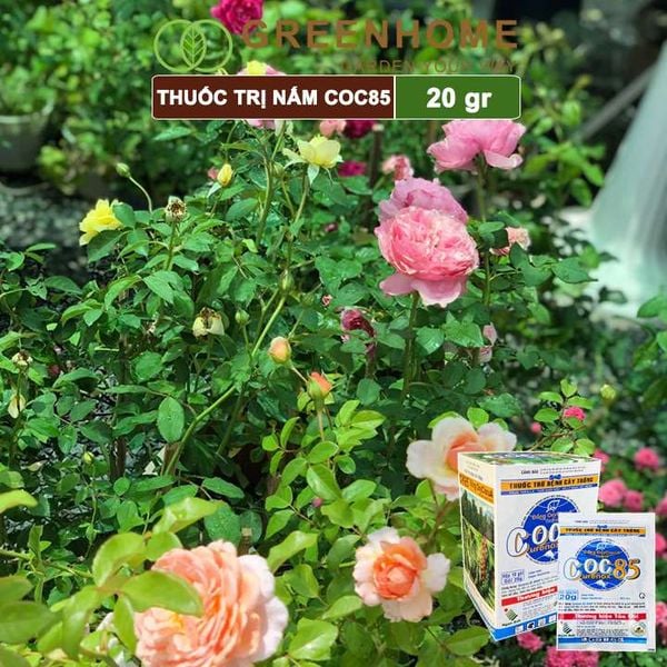 Thuốc trị nấm Coc85 WP, gói 20g ,trừ thán thư, cháy lá, vàng lá, đốm lá cho hoa hồng, kiểng lá |Greenhome