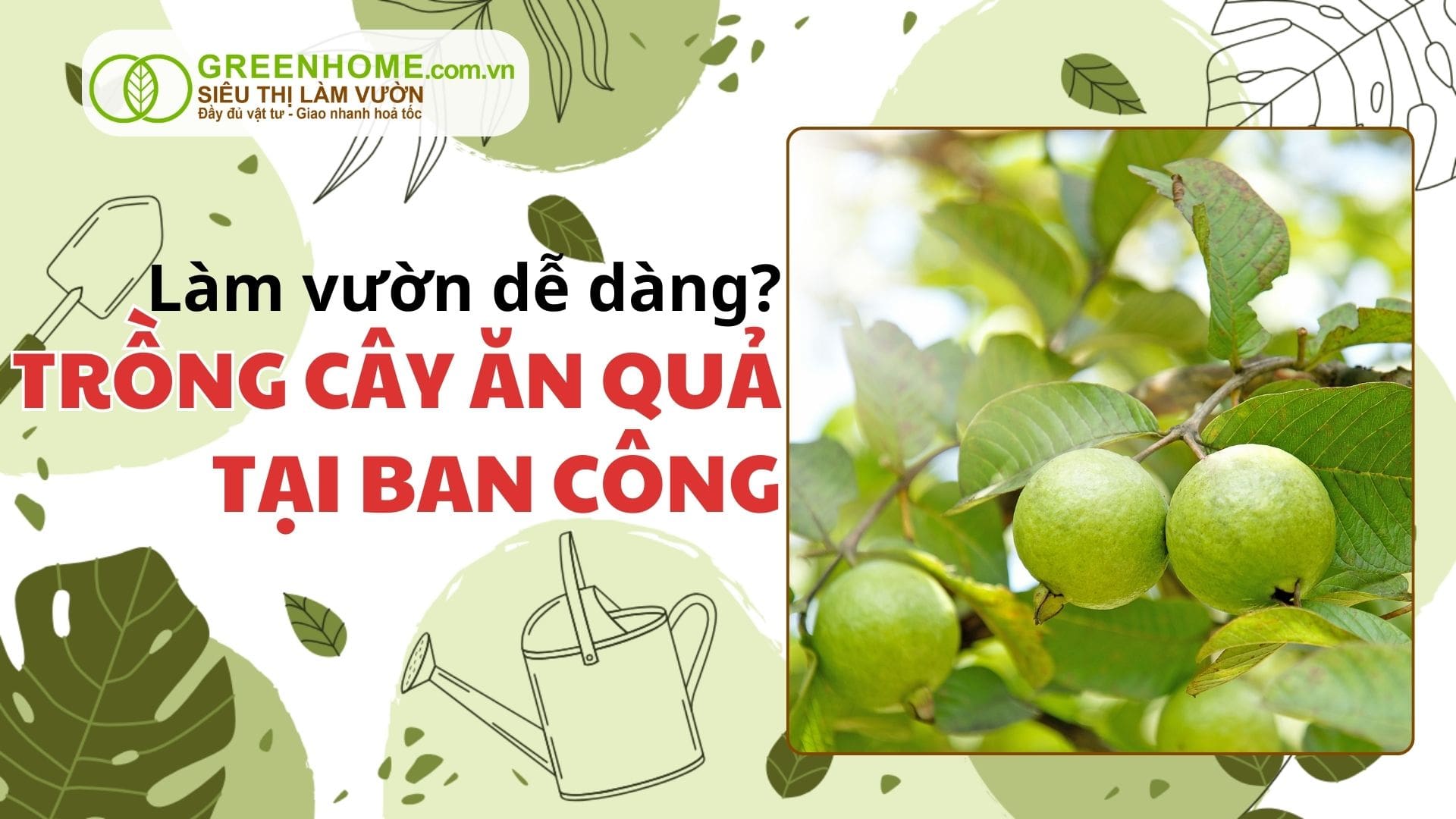 6 Bí quyết trồng cây ăn quả nhỏ tại ban công: Đơn giản, hiệu quả