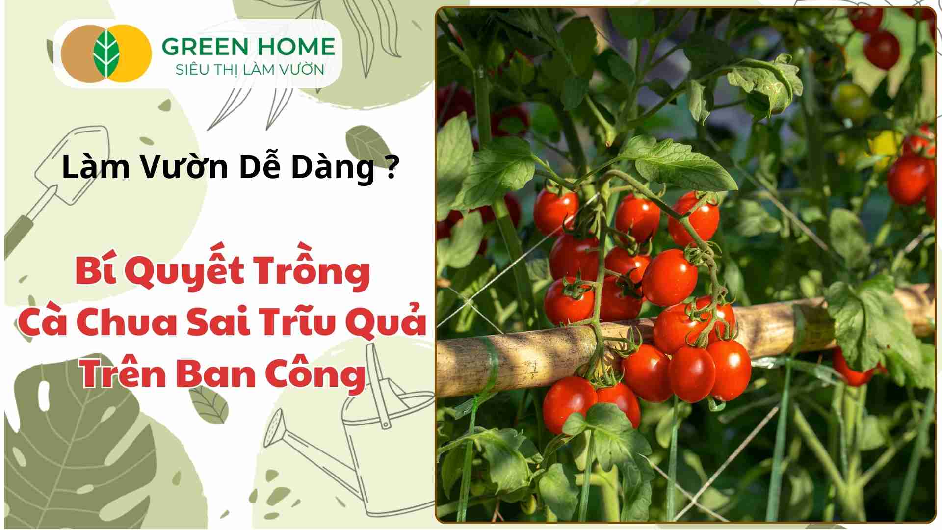 Cách trồng cà chua trên ban công – Tận hưởng trái ngon tại nhà