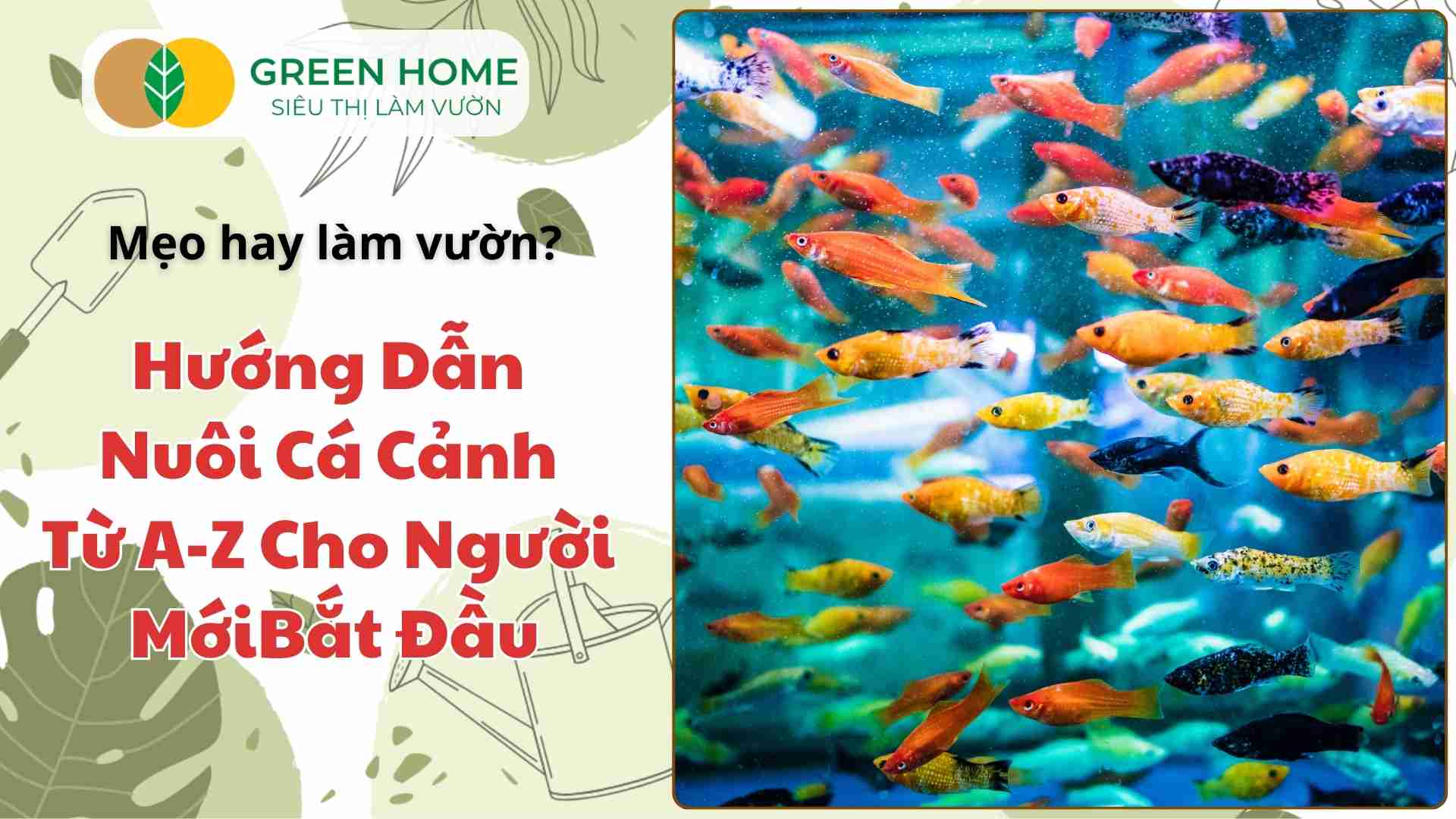 Nuôi Cá Cảnh – Khám Phá Thế Giới Sống Động Của Những Sinh Vật Đẹp