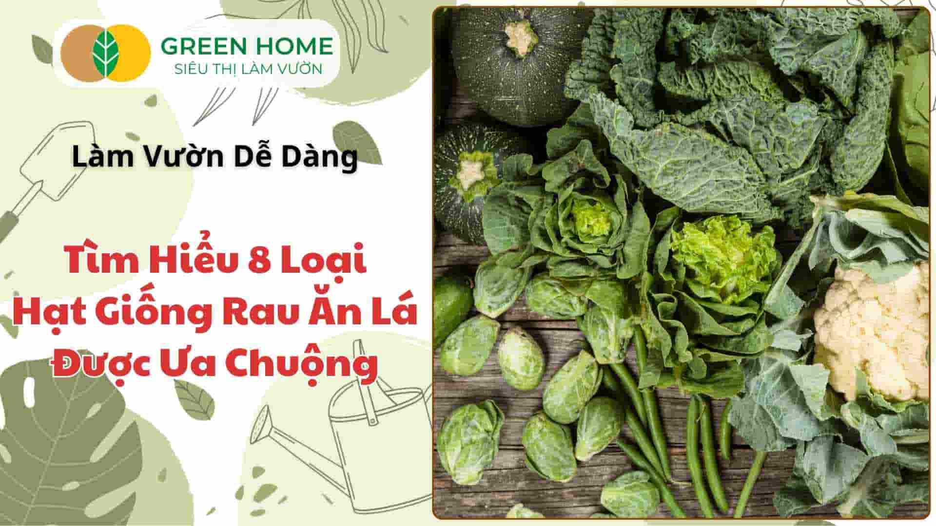 Hạt Giống Rau – Khám Phá Thế Giới Đầy Màu Sắc Của 8 Hạt Giống Rau Dễ Trồng, Dễ Nảy Mầm