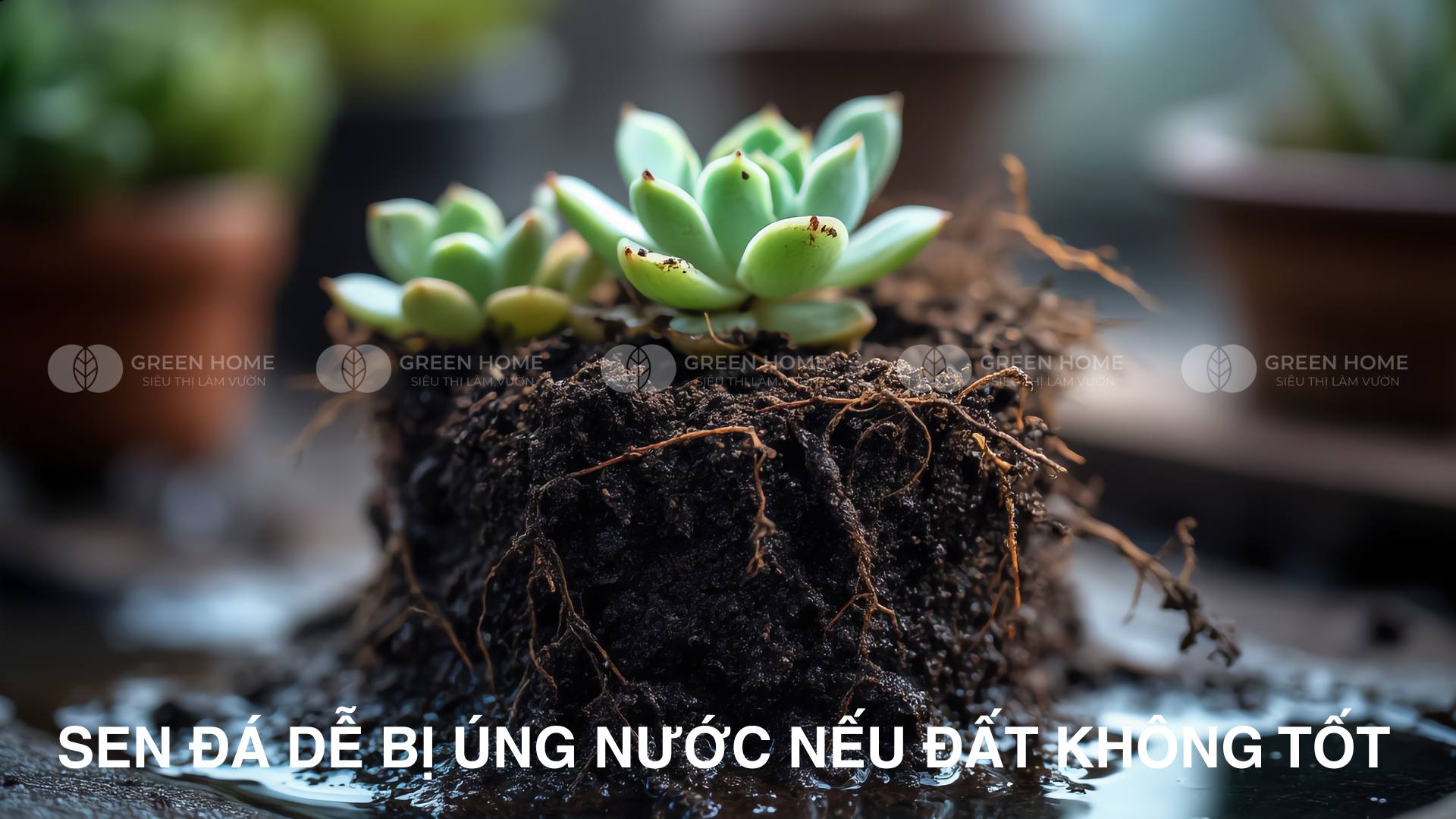 Đất trồng sen đá
