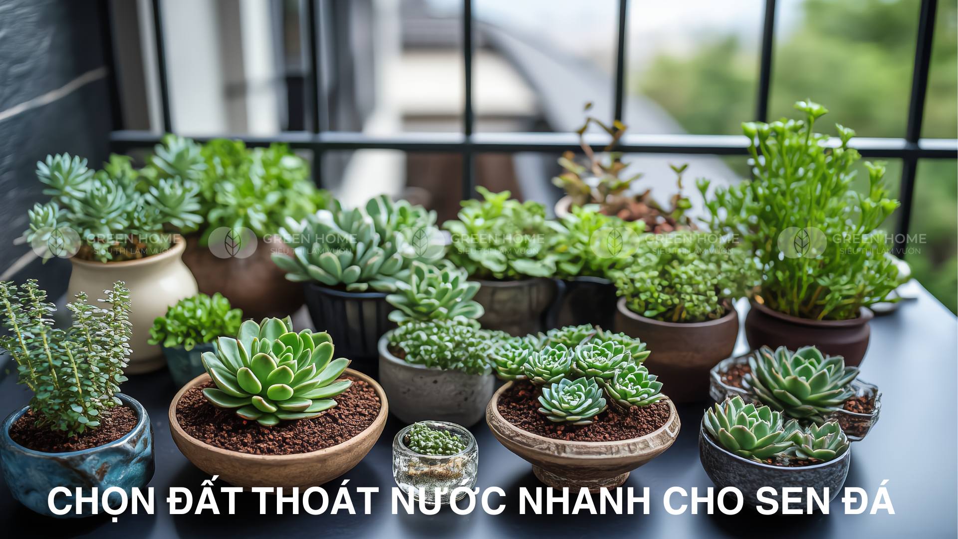 Đất trồng sen đá