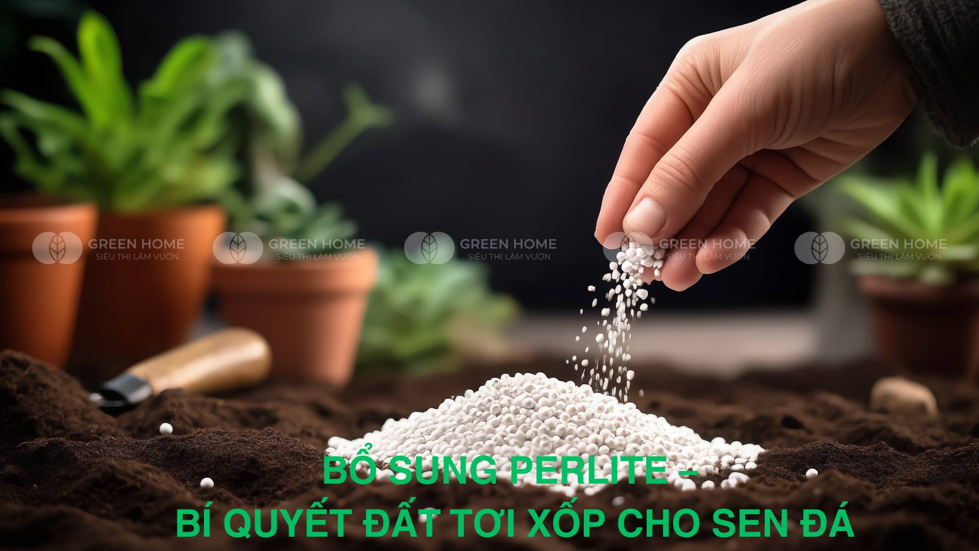 Đất trồng sen đá