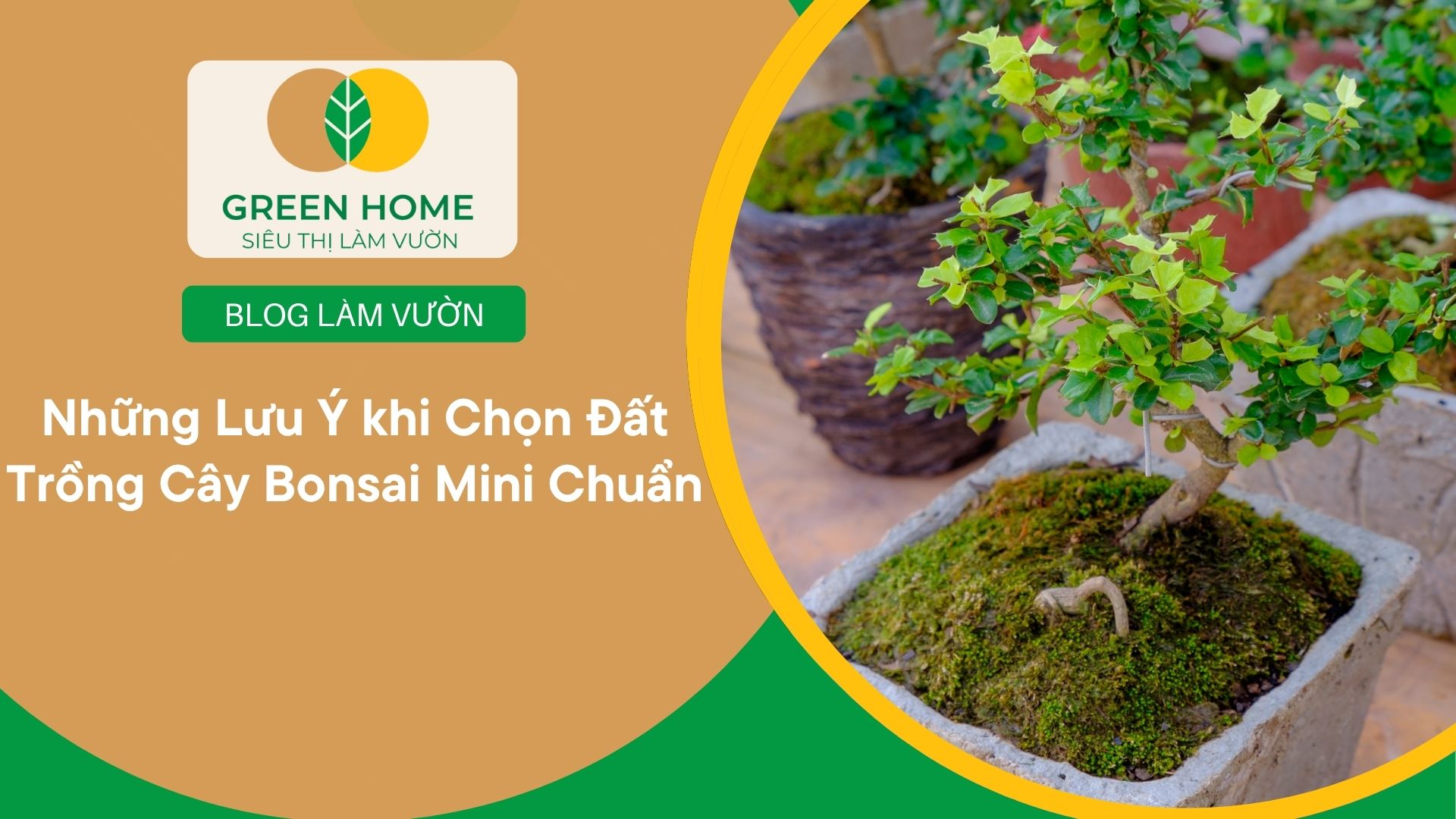 Những Lưu Ý khi Chọn Đất Trồng Cây Bonsai Mini Chuẩn
