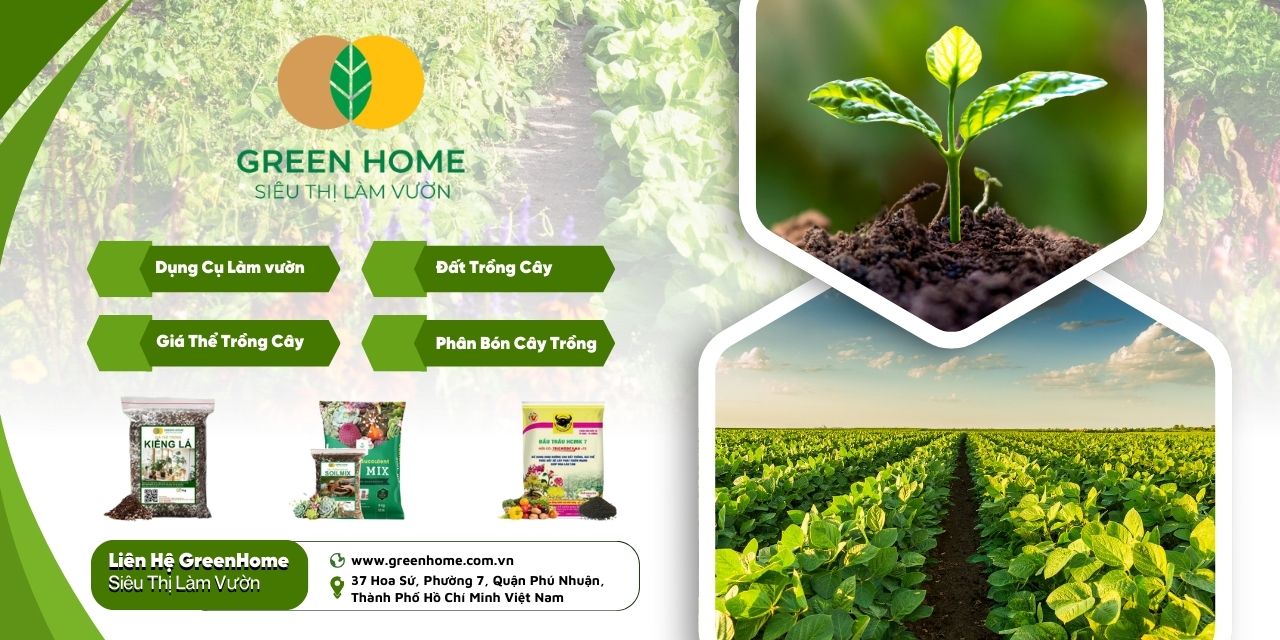 Đặt cây liên hệ GreenHome ngay để chọn cây phù hợp với bạn