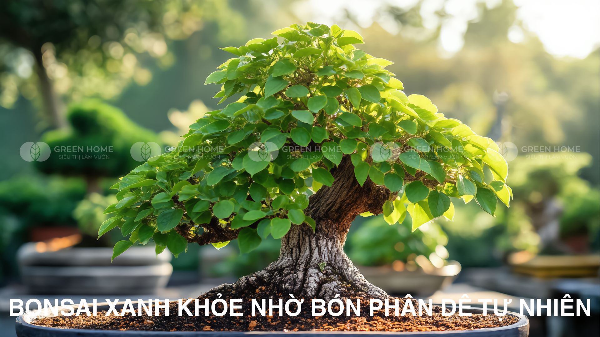 Phân bò, phân dê hay phân gà – Chọn ai?
