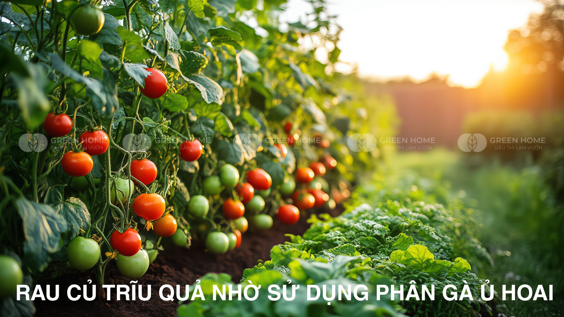 Phân bò, phân dê hay phân gà – Chọn ai?