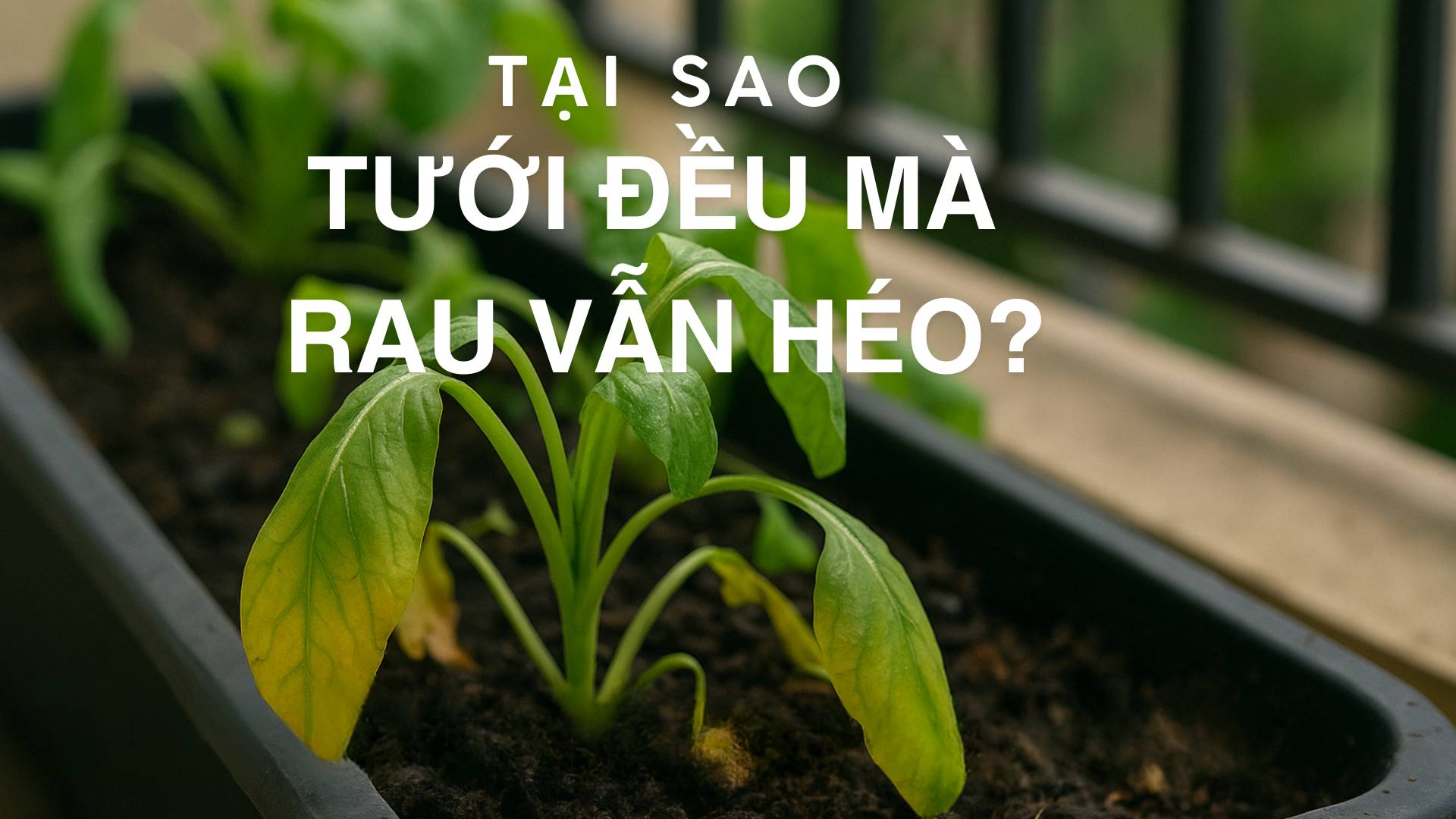 Tưới đều mà rau vẫn chết – Bí mật từ “đất trồng rau”