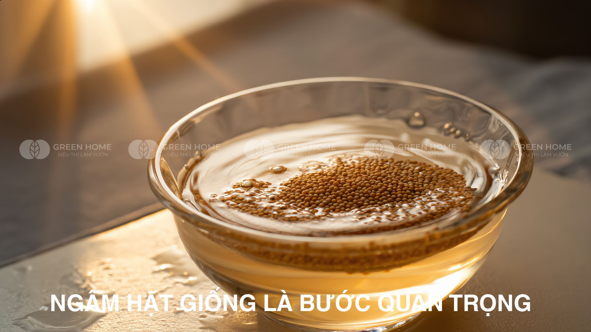 Ủ hạt giống không lên mầm – Sai từ bước nào?