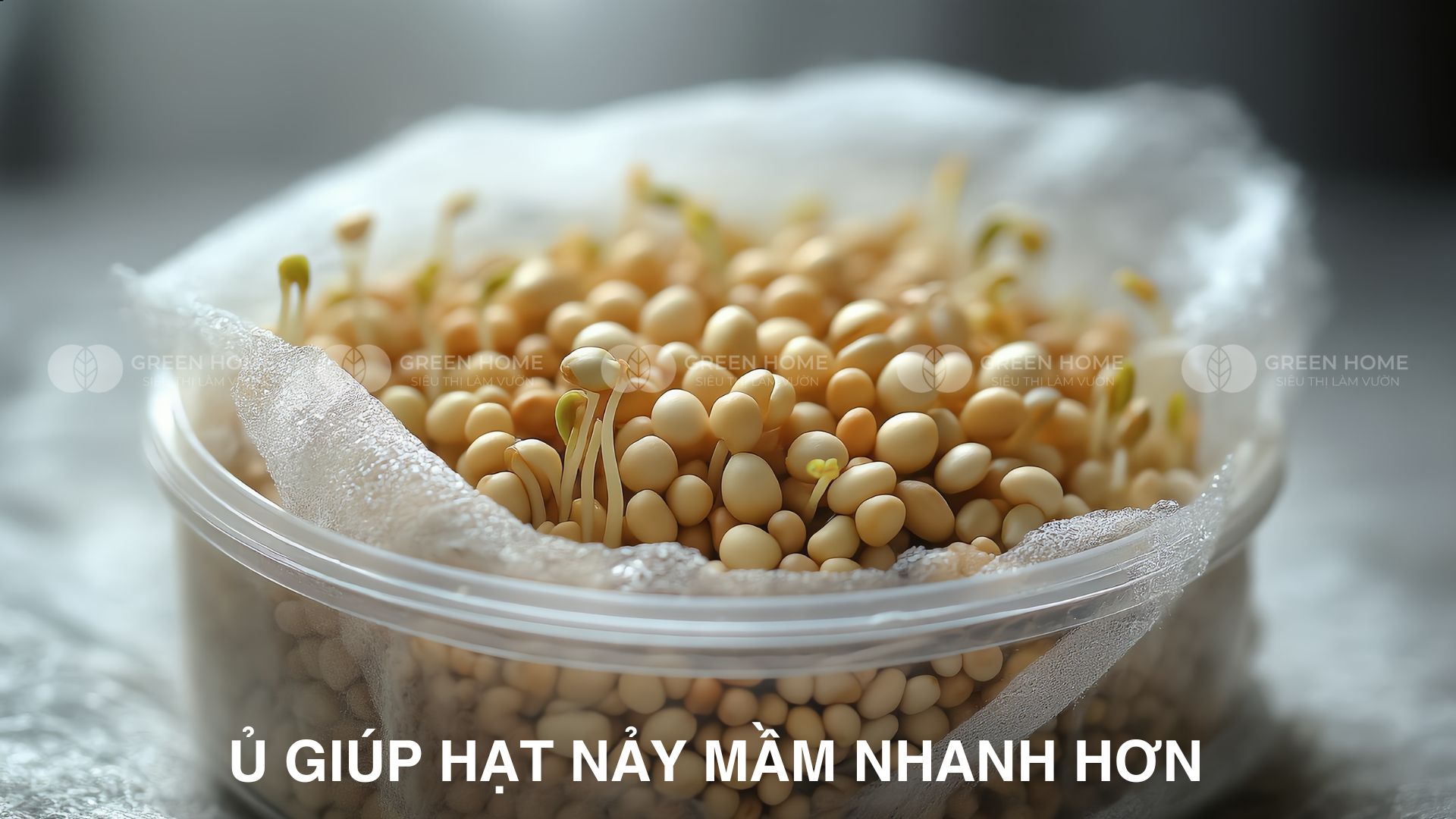 Ủ hạt giống không lên mầm – Sai từ bước nào?