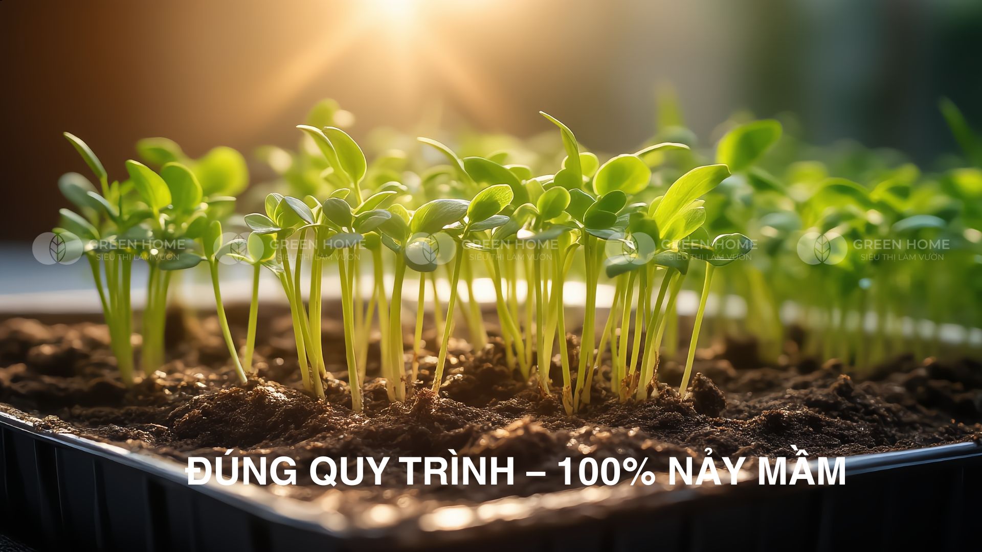 Ủ hạt giống không lên mầm – Sai từ bước nào?