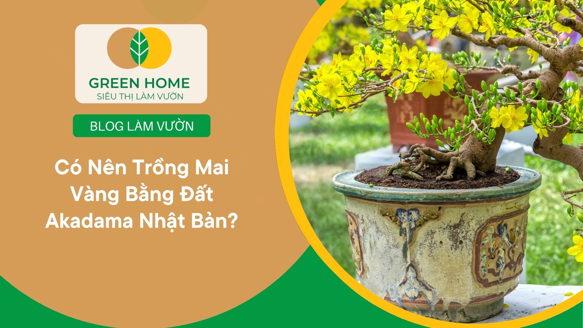 Có Nên Trồng Mai Vàng Bằng Đất Akadama Nhật Bản?