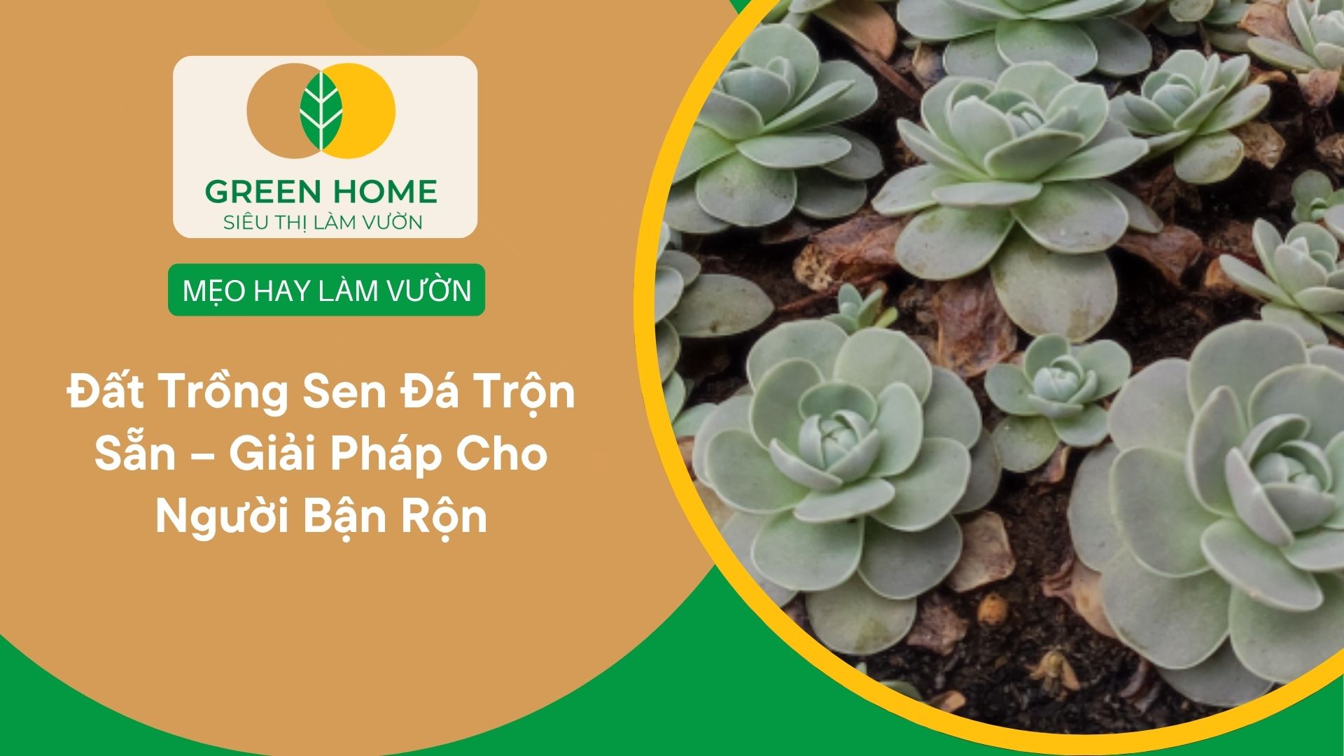 Đất Trồng Sen Đá Trộn Sẵn Giải Pháp Cho Người Bận Rộn