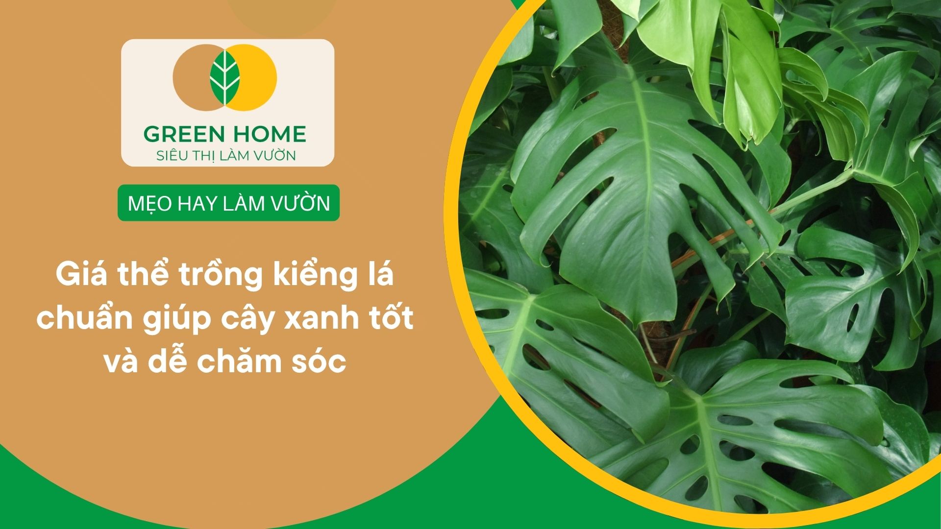 Giá thể trồng kiểng lá chuẩn giúp cây xanh tốt và dễ chăm sóc