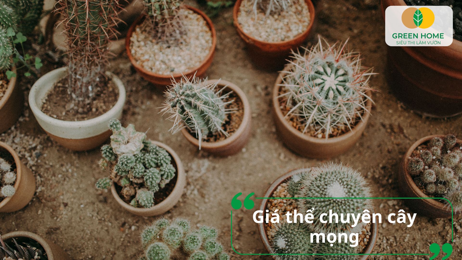 Cấu trúc của giá thể trồng xương rồng hỗ trợ thoát nước cực tốt