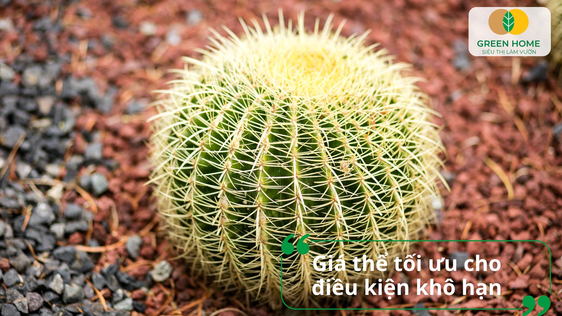 Trồng cây khỏe mạnh hơn với giá thể trồng xương rồng chuyên dụng