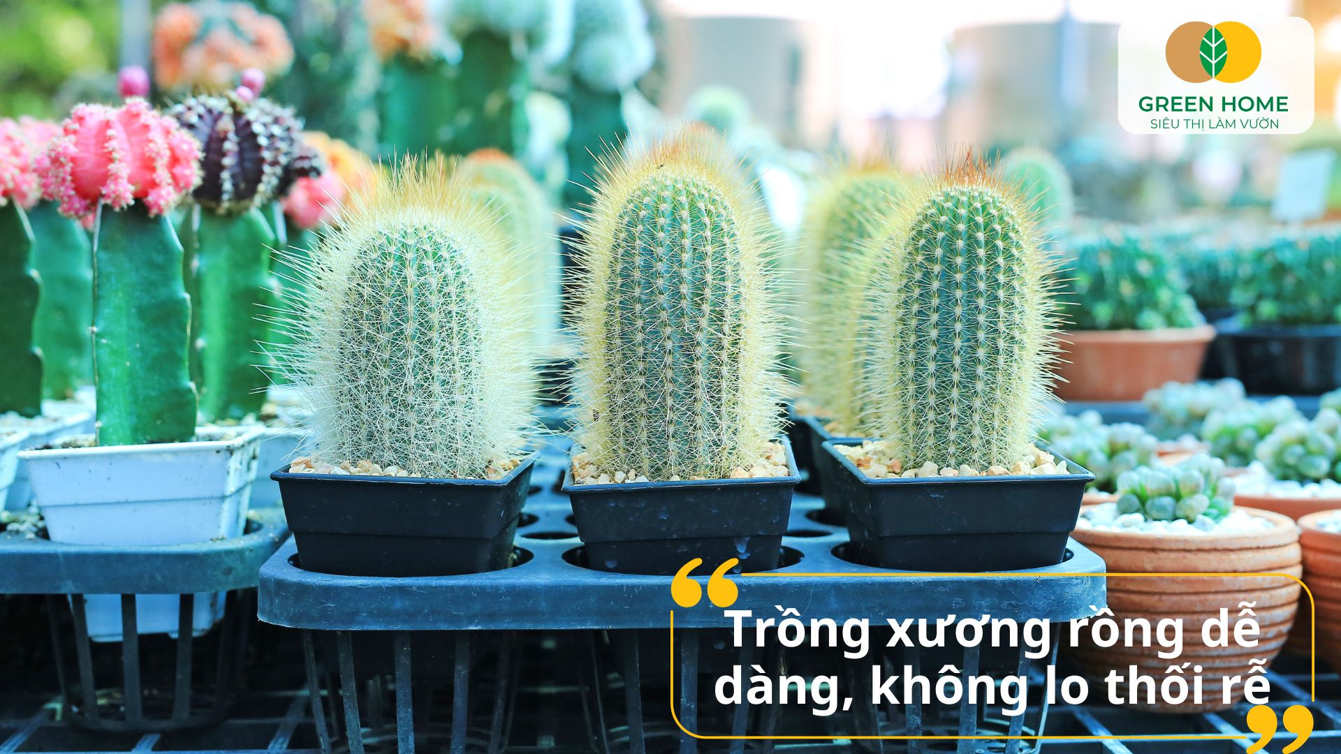 Chậu nhỏ vẫn có thể nuôi cây lớn nhờ vào giá thể trồng xương rồng chuyên sâu