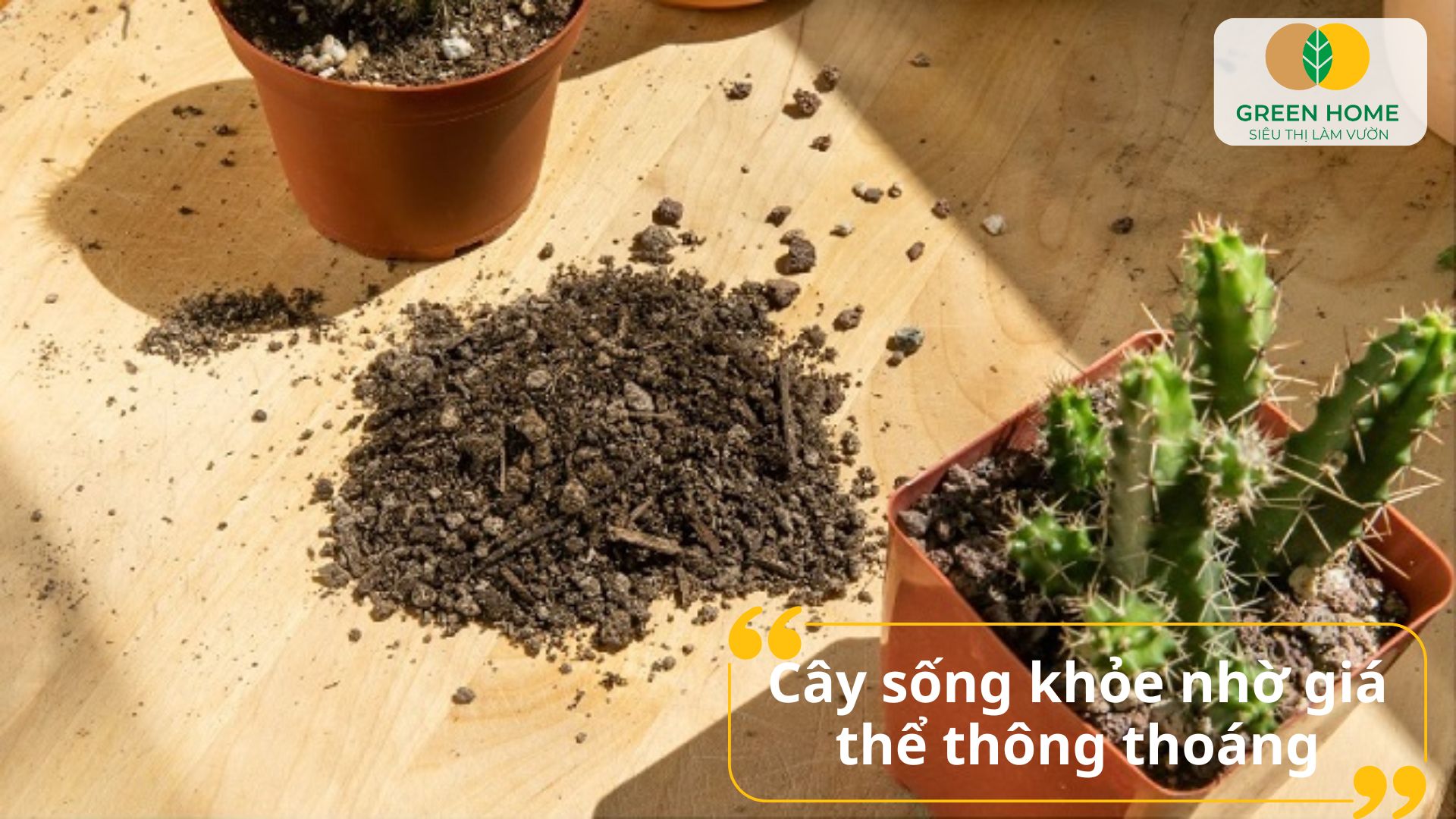 Hạt nhẹ và xốp là đặc điểm nổi bật của giá thể trồng xương rồng chất lượng