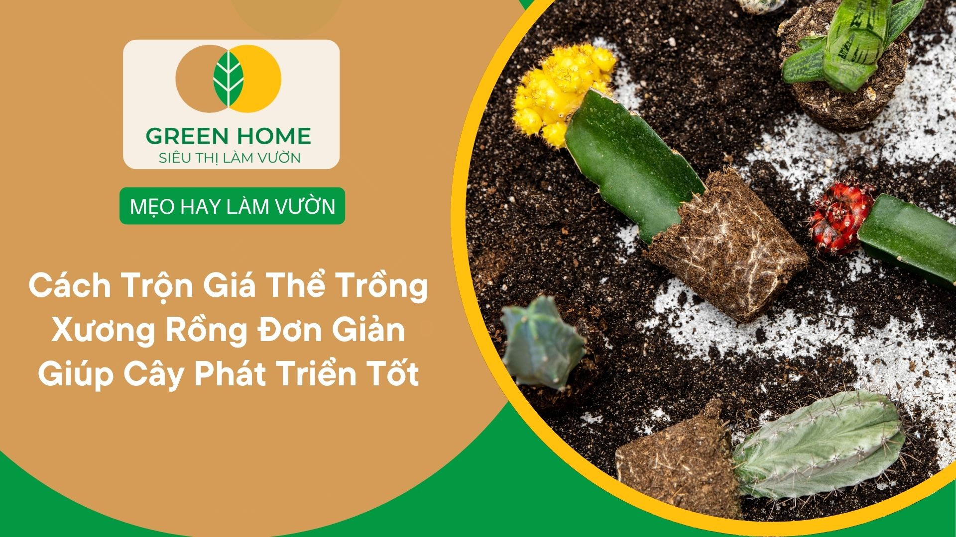 Cách Trộn Giá Thể Trồng Xương Rồng Đơn Giản Giúp Cây Phát Triển Tốt