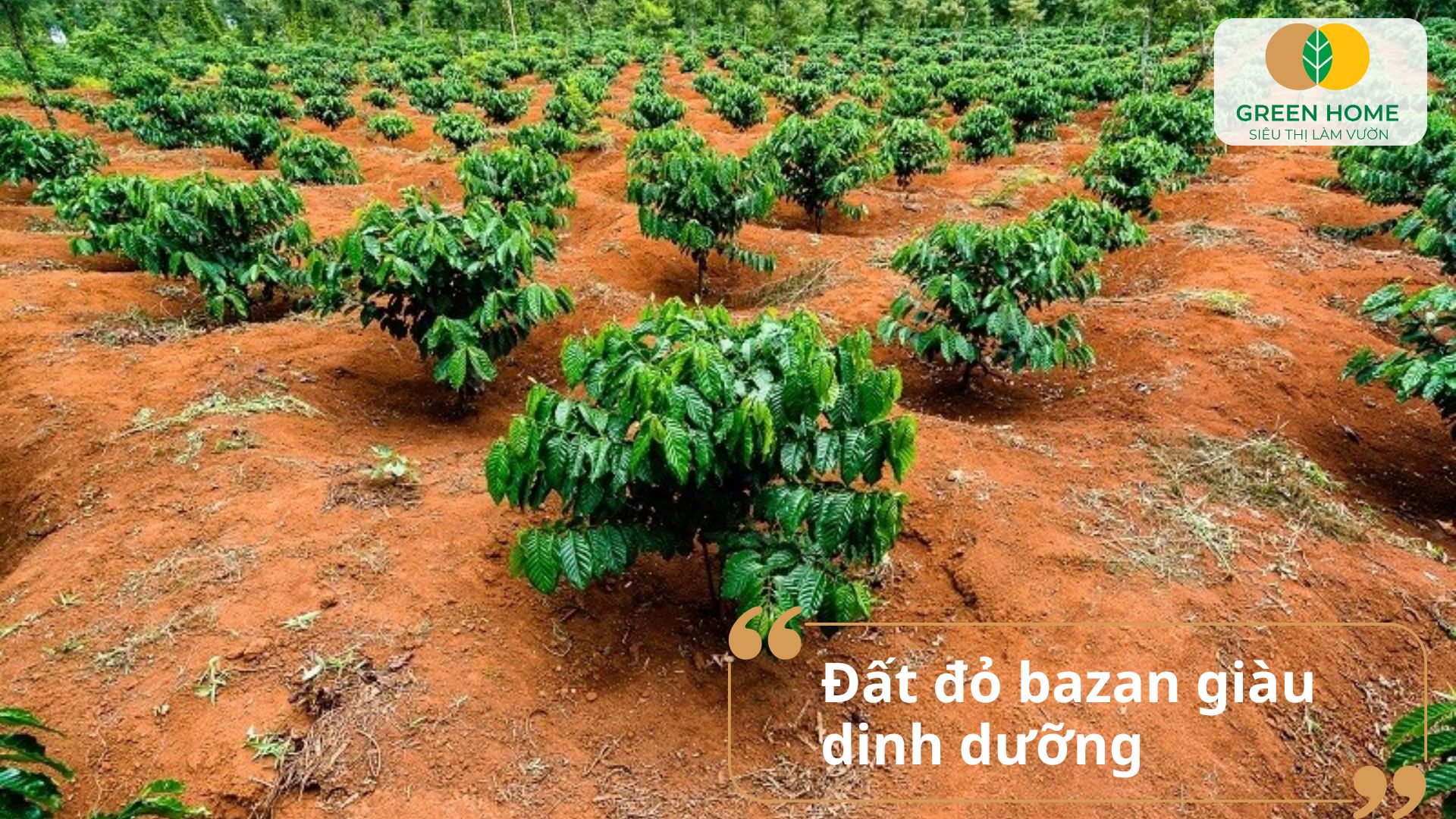Canh tác bền vững trên đất đỏ bazan cần hiểu rõ đặc tính đất