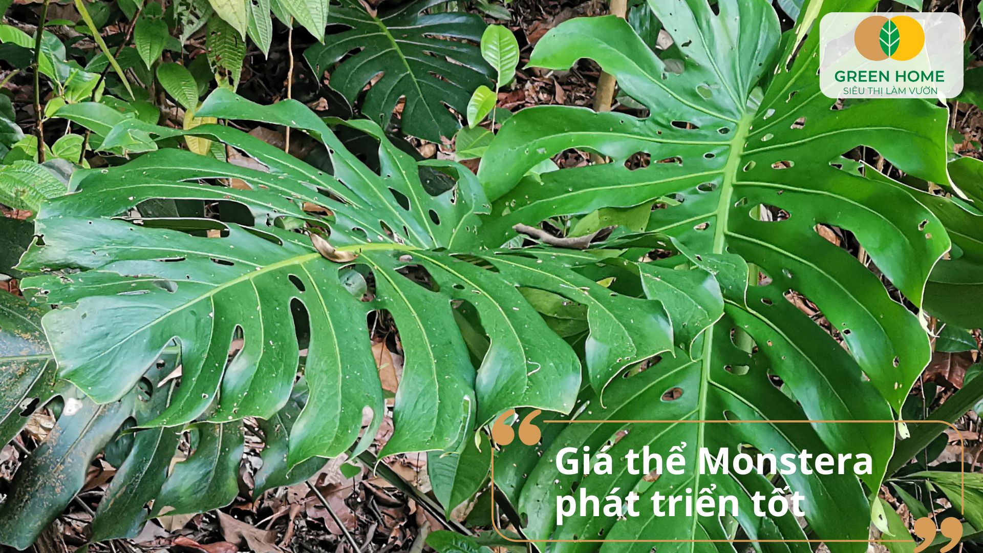 Chọn giá thể trồng monstera phù hợp để hạn chế thối rễ và vàng lá