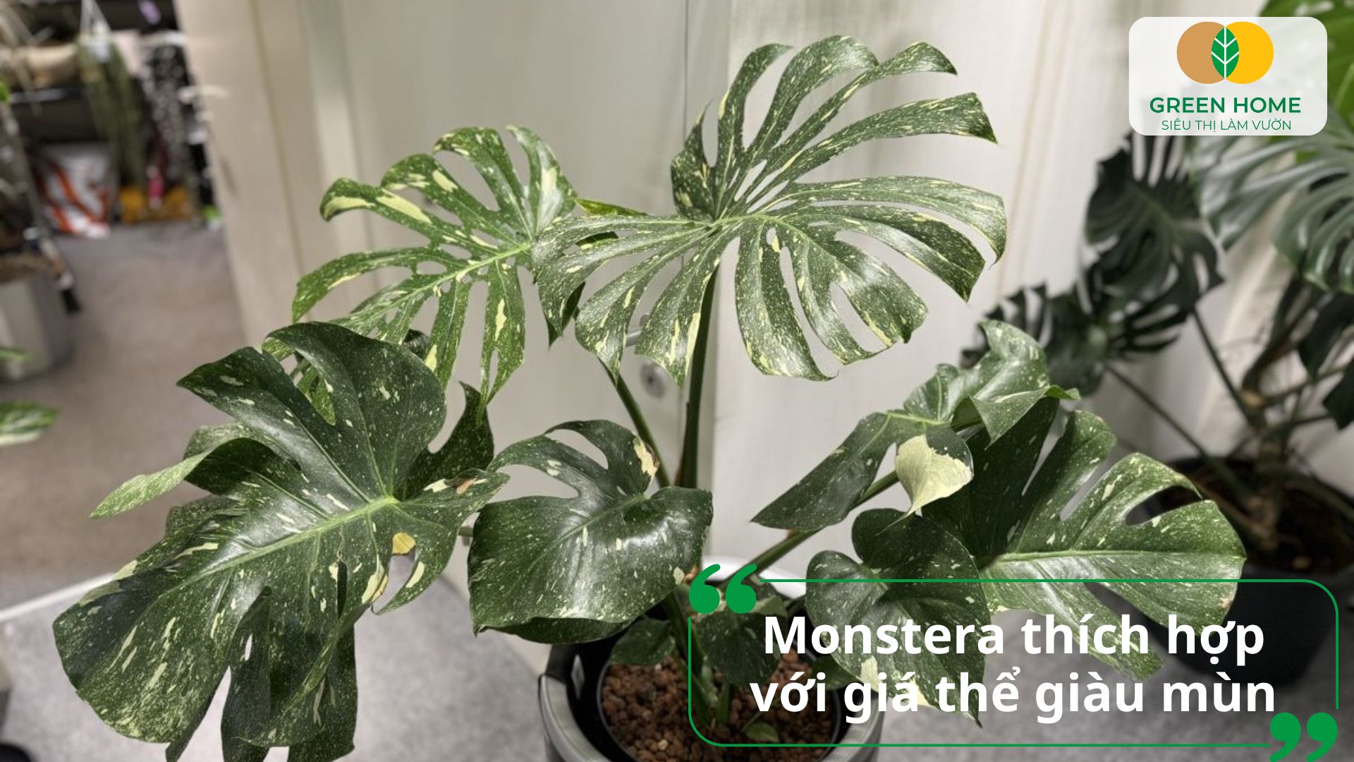Giá thể trồng monstera tăng khả năng hấp thu dinh dưỡng và nước hiệu quả