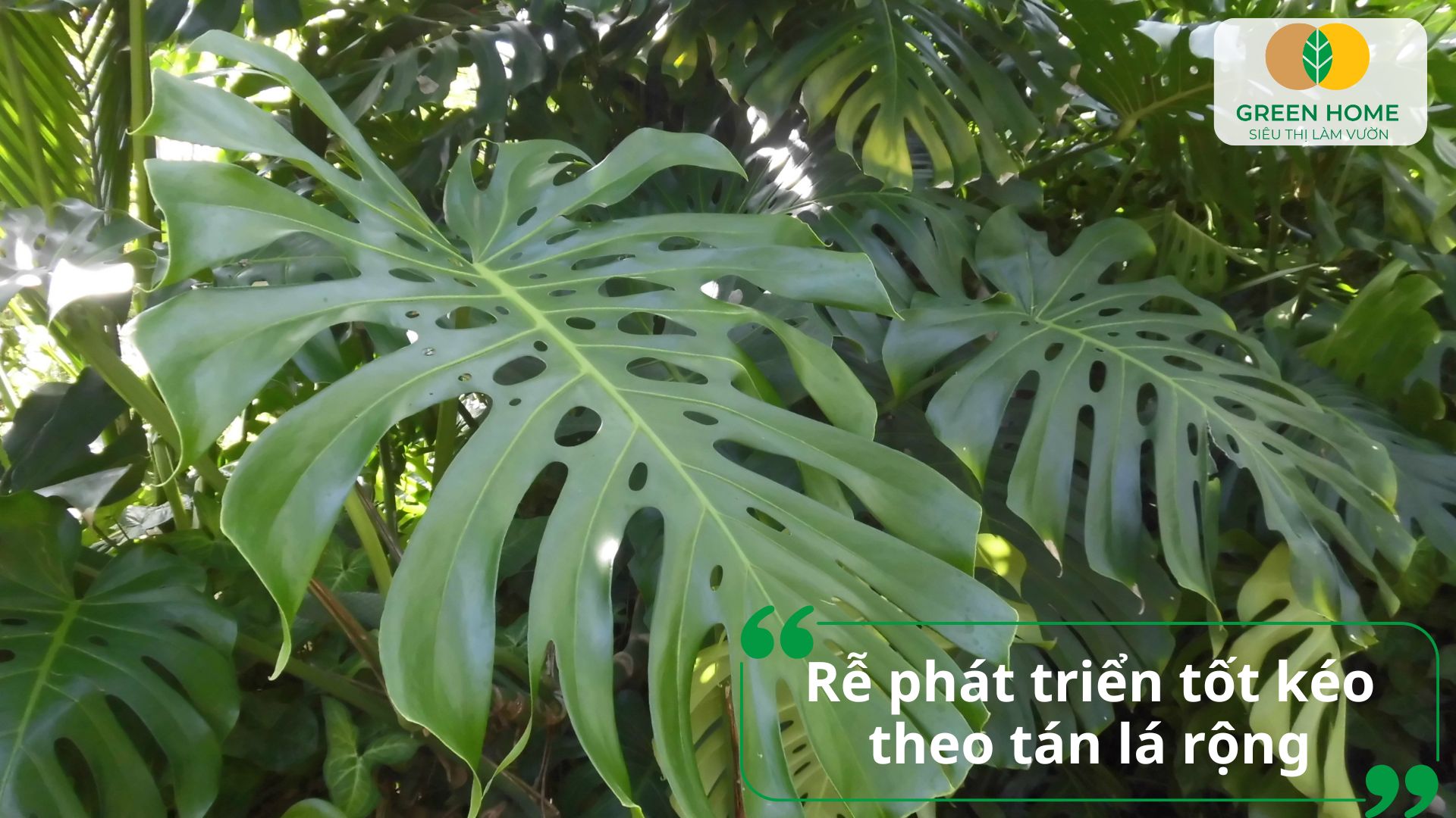 Giá thể trồng monstera phù hợp cho mọi giai đoạn sinh trưởng của cây