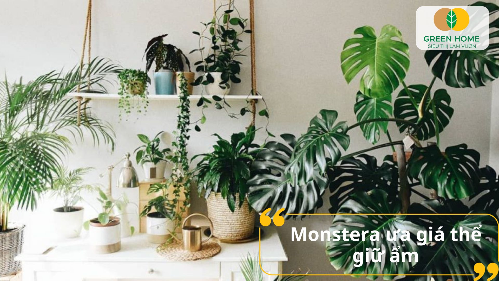 Giá thể trồng monstera cần đảm bảo tơi xốp và thoáng khí cho rễ cây
