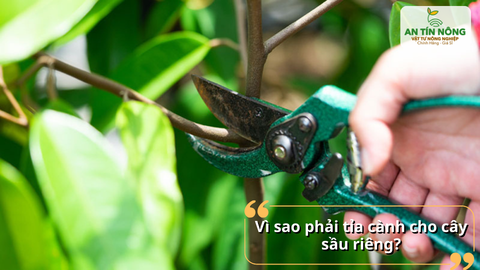 Tỉa cành sầu riêng giúp vườn thông thoáng, hạn chế sâu bệnh và nấm hại.