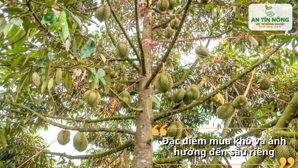 Nắng nóng, thiếu ẩm khiến cây dễ suy kiệt, rụng hoa và trái non.