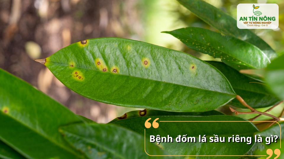 Lá sầu riêng xuất hiện nhiều đốm nâu – dấu hiệu bệnh đốm lá phổ biến
