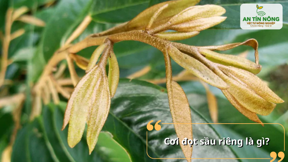 Cơi đọt sầu riêng là giai đoạn cây ra lá non đồng loạt, quyết định sức sinh trưởng của cây.