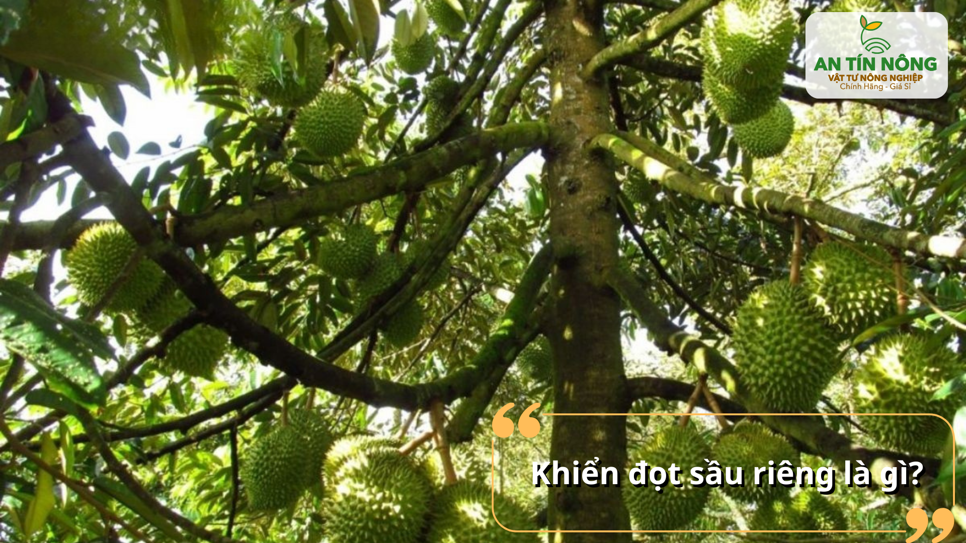 Khiển đọt sầu riêng là kỹ thuật điều tiết sinh trưởng để cây ra đọt đồng loạt, đúng thời điểm mong muốn.