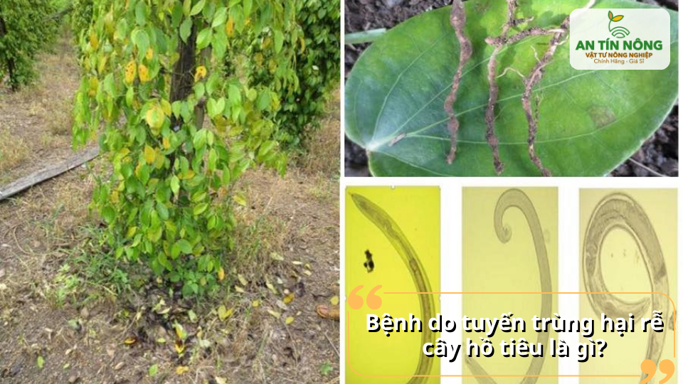 Hình ảnh tuyến trùng gây hại rễ cây hồ tiêu quan sát dưới kính hiển vi.