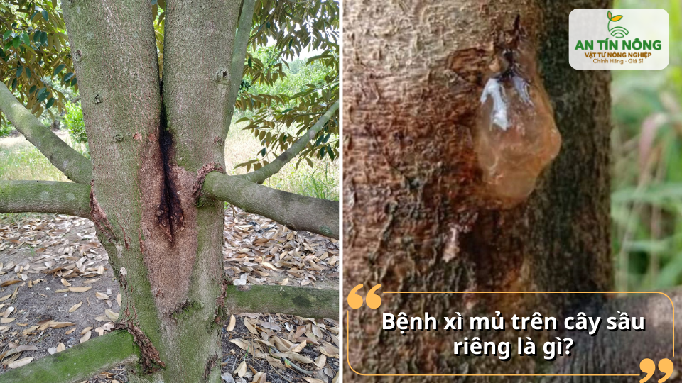 Xì mủ là bệnh làm thân chảy nhựa, vỏ thối đen – dấu hiệu cảnh báo nấm tấn công và rễ đang suy yếu.