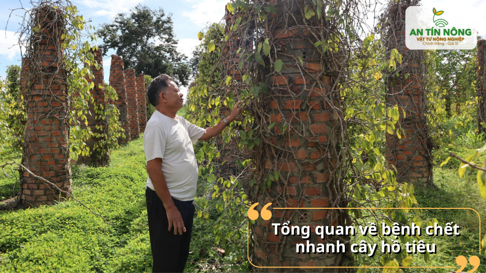 Vườn hồ tiêu với biểu hiện suy yếu là dấu hiệu sớm của bệnh chết nhanh cần được theo dõi kịp thời