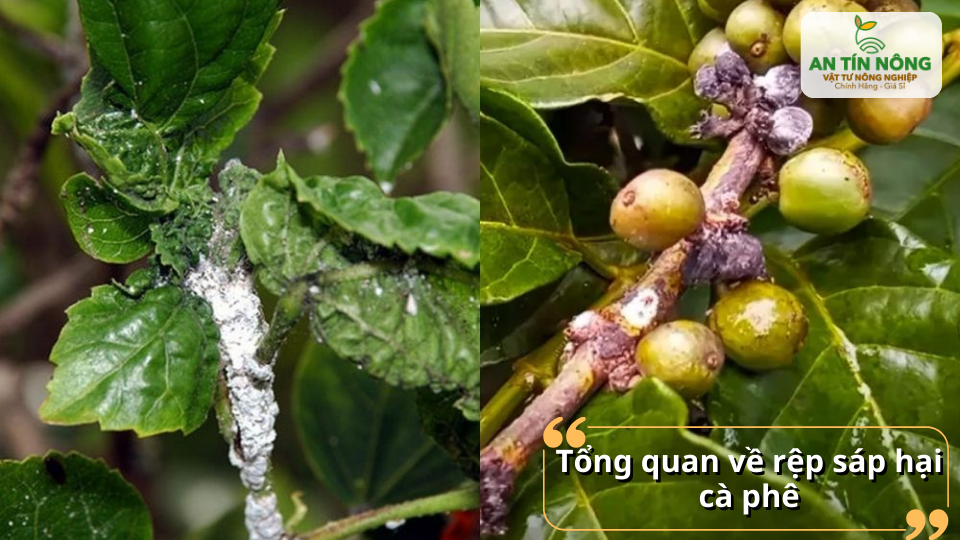 Tổng quan rệp sáp hại cà phê với lớp bột trắng đặc trưng dễ nhận biết