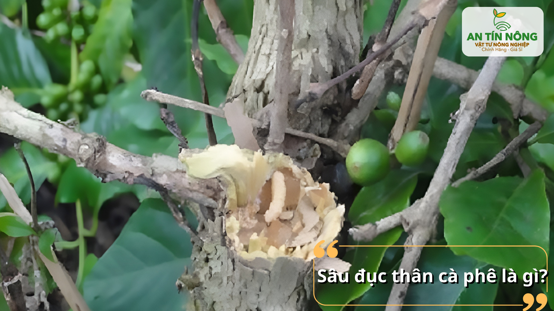 Đây là đối tượng gây hại nguy hiểm, đục rỗng thân cành khiến cây suy kiệt và giảm năng suất nghiêm trọng.