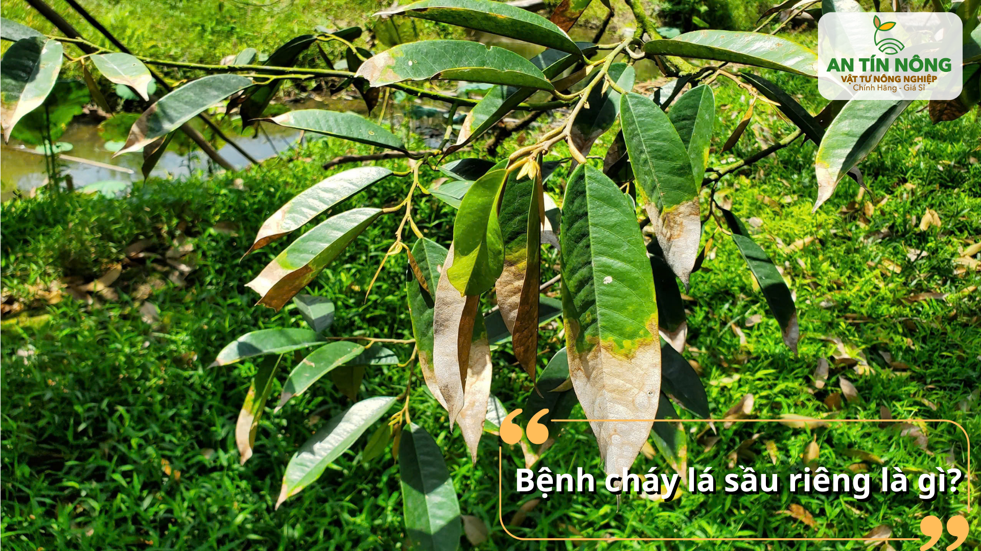 Bệnh cháy lá sầu riêng là gì và vì sao cần xử lý sớm