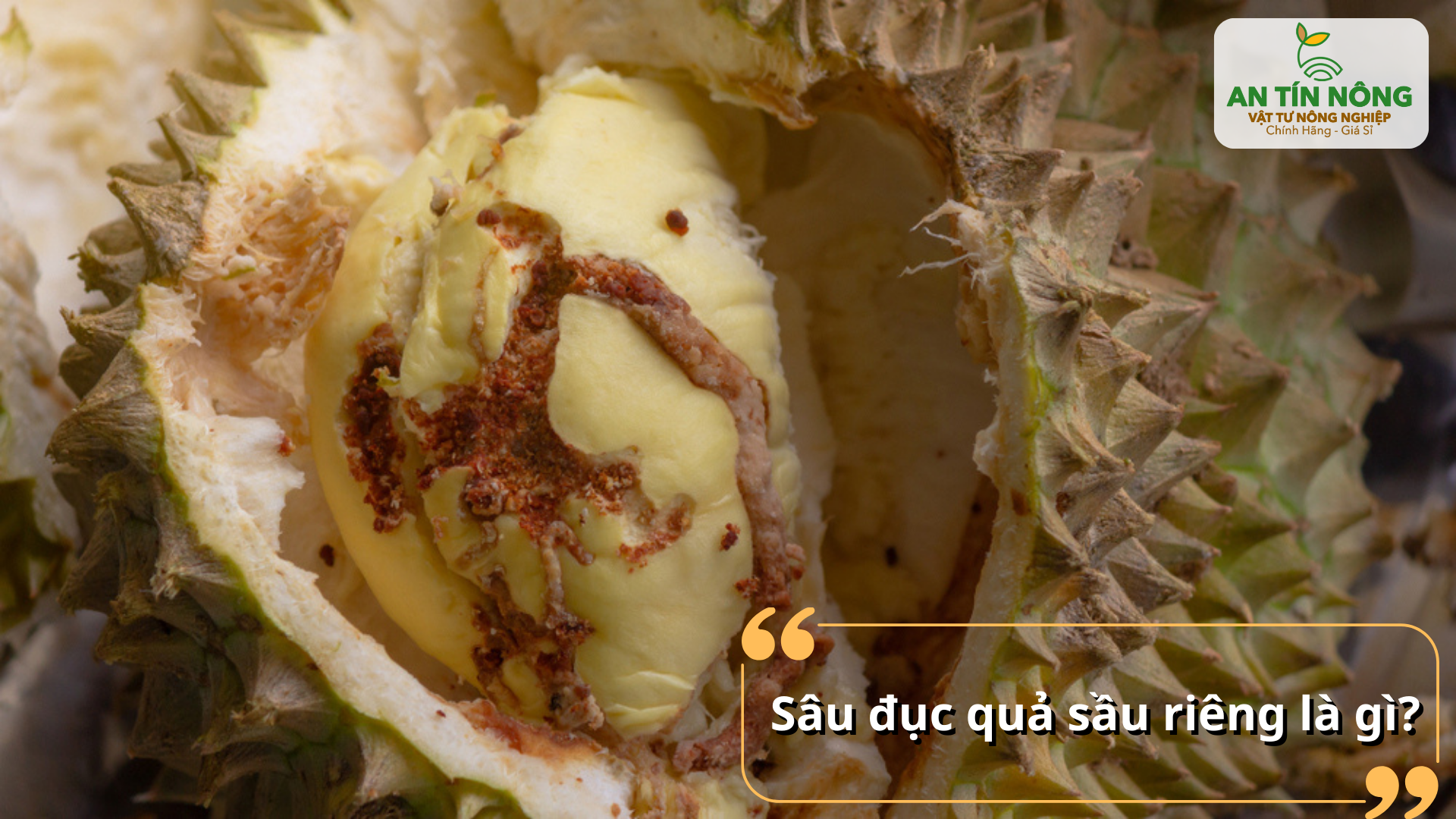 Sâu đục quả là ấu trùng côn trùng hại đục thẳng vào cơm và hạt, gây thối múi và rụng trái hàng loạt