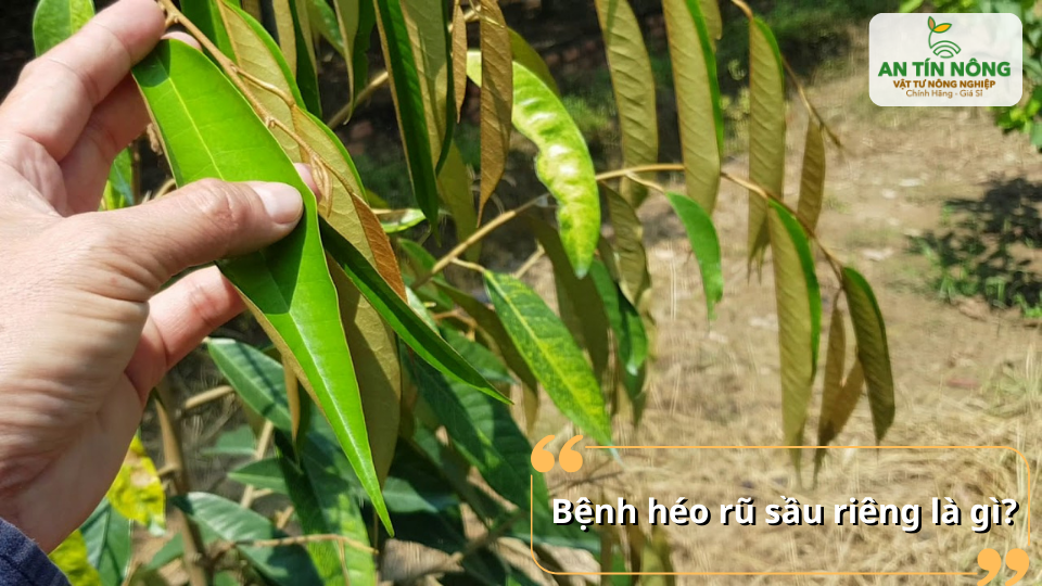 Giải thích bệnh héo rũ trên sầu riêng để bà con nhận biết sớm và xử lý kịp thời.