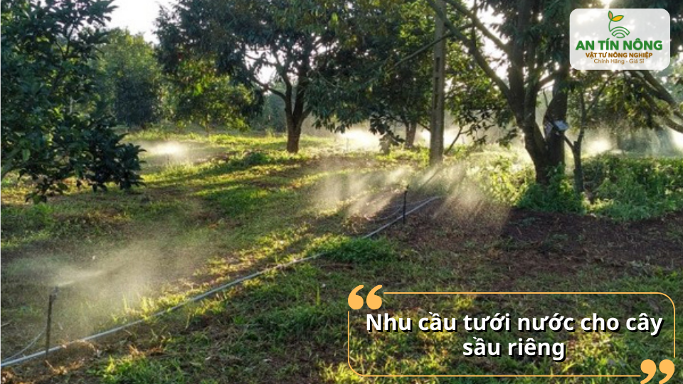 Nhu cầu tưới nước của cây sầu riêng thay đổi theo độ tuổi và giai đoạn sinh trưởng